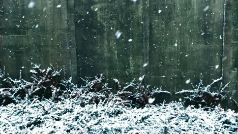 Nieve-Cayendo-Sobre-Pequeñas-Plantas-En-Movimiento-De-Nieve