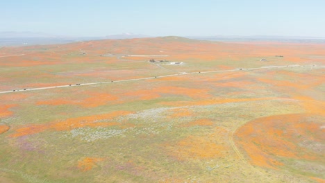 High-and-wide-rising-shot-of-a-large-expanse-of-bright-orange-poppy-fields