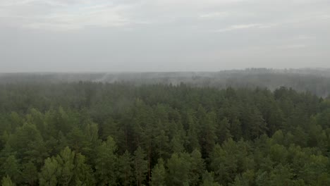 Vuelo-De-Drones-Sobre-Un-Bosque-De-Niebla