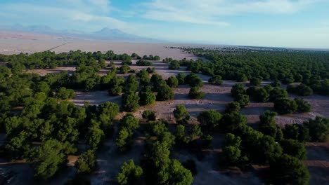 Reihe-Von-Kiefernreihen-Im-Norden-Chiles,-Drohnenaufnahme-In-Der-Nähe-Von-San-Pedro-De-Atacama