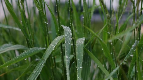 Rainy-weather-in-the-afternoon,-rain-on-the-grass,-wild-grass-in-the-rain,-wild-nature,-rain-pouring-on-the-gras-in-the-evening