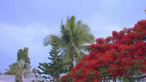 Eine-Kokospalme-Und-Ein-Baum-Mit-Roten-Blumen-Im-Wind-Während-Des-Tages-In-Einer-Tropischen-Gegend