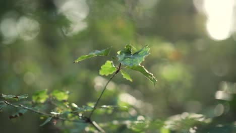 Nahaufnahme-Von-Bäumen-Und-Blättern-In-Einem-Wald,-Mit-Sonnenstrahlen,-Die-Von-Oben-Kommen