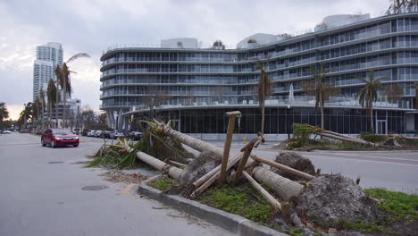 A-hurricane-damaged-tree-next-to-the-street-in-Miami-florida