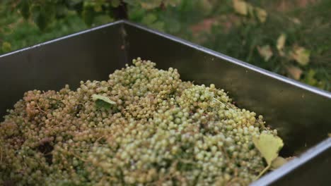 Granjero-Poniendo-Uvas-Blancas-En-Una-Caja-De-Acero-Llena-De-Otras-Uvas