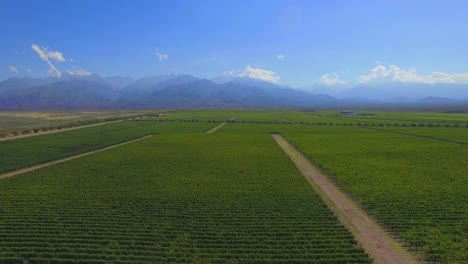 Amazing-vineyard-from-above.-Aerial-view.-Mendoza.-Argentina