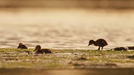 Young-ducklings-foraging-and-swimming-among-river-algae-and-water-plants,-close-up