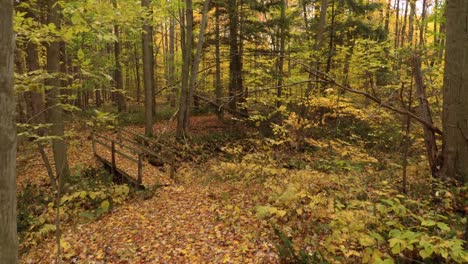 Luftaufnahme-Eines-Magischen-Herbstwaldes-In-Kanada-Mit-Wunderschönen-Farben