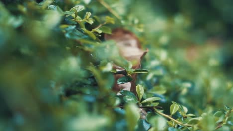 Pan-in-shot-of-bushes-in-garden