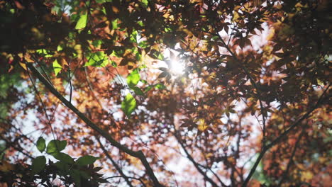 Rotating-around-orange-and-green-leaf-trees-on-Nami-Island,-South-Korea,-in-the-Spring-with-sun-flares-peeking-through,-medium-track-in-slow-motion