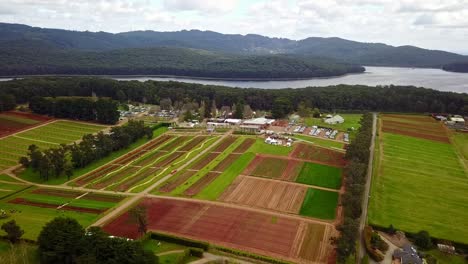 Panning-aerial-view-of-the-Tesselaar-Tulip-Festival-with-Silvan-Reservoir-in-the-background,-Victoria,-Australia