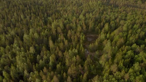 Drohne-Neigt-Sich-Vom-Wald-Zum-Himmel-Und-Horizont