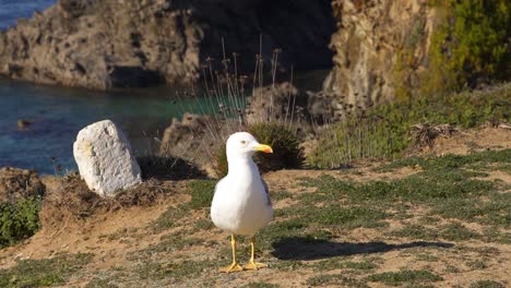 Seagull-on-a-sunny-day-with-a-beach-and-blue-sky-foreground,-in-Portugal