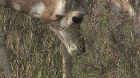 Pronghorn-doe-close-up,-browsing-in-sagebrush,-Yellowstone-National-Park,-USA