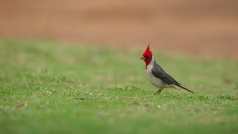 Red-crested-cardinal-bird-free-in-wild-of-Maui,-Hawaii