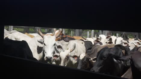 cattle-in-the-corral-seen-behind-the-fence