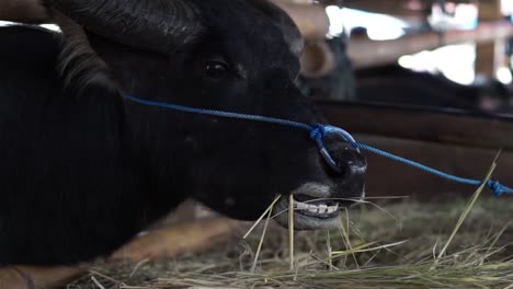 Toraja-Búfalo-Negro-Llamado-Tedong-Come-Hierba