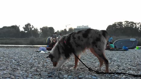 Perro-En-Una-Playa-Por-La-Tarde,-Juguetón-Y-Curioso,-Dispara-En-4k-24fps