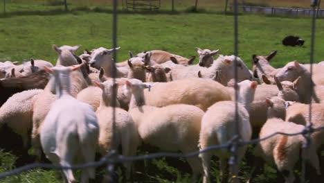 A-Border-Collie-herds-a-flock-of-Sheep-in-Harpswell,-Maine