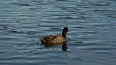 A-common-coot-gracefully-swims-and-glides-across-the-rippling-freshwater-lake,-close-up-shot