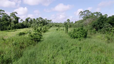 Aerial:-Thick-canopy-green-vegetation-rainforest-in-the-Amazon,-thick-vegetation-closeup