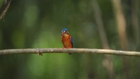 a-Blue-eared-kingfisher-bird-is-nodding-and-flapping-its-wings-then-opening-its-mouth-and-removing-obkects-from-its-body-before-it's-time-to-look-for-fish