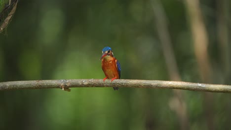 Un-Pájaro-Martín-Pescador-De-Orejas-Azules-Asiente-Y-Bate-Sus-Alas,-Luego-Abre-La-Boca-Y-Quita-Objetos-De-Su-Cuerpo-Antes-De-Que-Llegue-El-Momento-De-Buscar-Peces