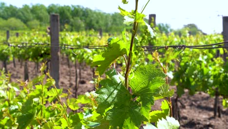 Green-grapevine-leaves-and-vines-in-a-sunny-vineyard-in-Nemesnádudvar,-Hungary