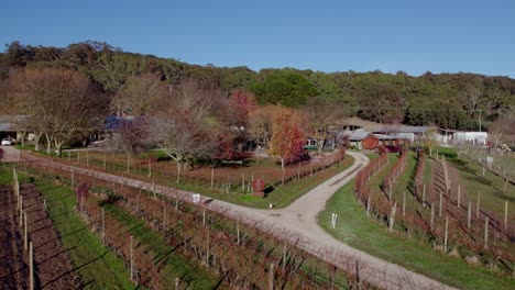 Aerial-orbit-road-splits-entry-at-autumn-coloured-winery,-Australia