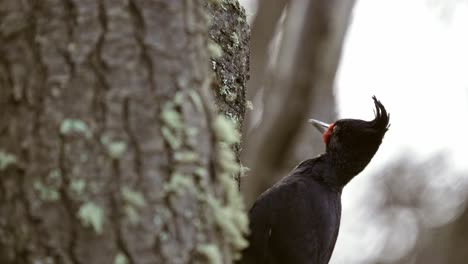 Close-up-view-of-a-Magellanic-Woodpecker-pecking-at-the-bark-of-a-tree-in-slow-motion-in-the-Patagonian-forest