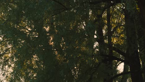Golden-Hour-Sunlight-Flickering-Through-Trees-at-Sunrise-with-Camera-Moving-Sideways---Slow-Motion
