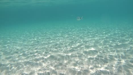 See-through-turquoise-sea-ocean-water,-clear-underwater-with-small-fish