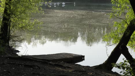 Alter-Anlegesteg-Am-Waldsee-Mit-Schwänen-Und-Anderen-Vögeln-Im-Hintergrund-Und-Sonnenlicht,-Das-Sich-Auf-Der-Wasseroberfläche-Spiegelt