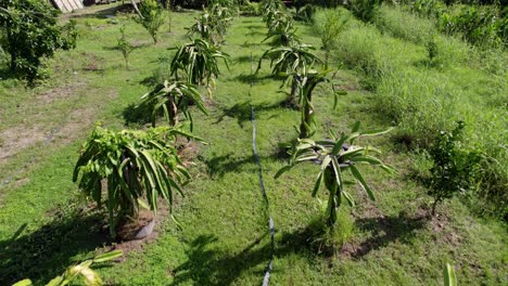 Dragon-fruit-plants-farm-surrounded-by-fruit-trees-and-tall-grass,-agriculture-hose-between-plants