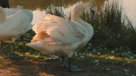 Cisnes-Parados-Junto-Al-Lago-Con-Una-Cámara-Pasando-En-Cámara-Lenta