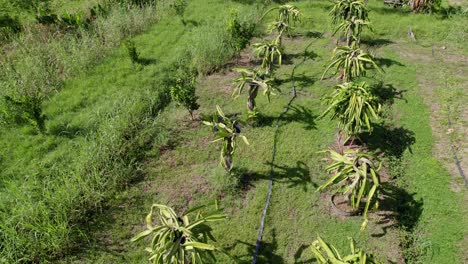 Granja-De-Plantas-De-Fruta-De-Dragón-Rodeada-De-árboles-Y-Pasto-Alto-Junto-A-Mangueras-Agrícolas,-Vista-Desde-Arriba