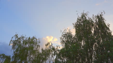 Clouds-with-orange-tone-from-sunset-of-sunrise-flow-over-tree-tops,-time-lapse