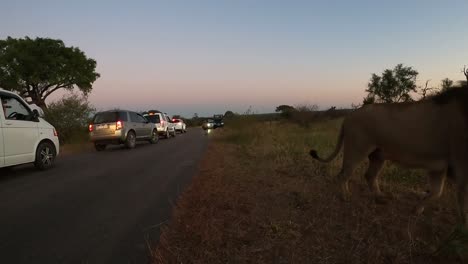 Un-León-Macho-Se-Mueve-Desde-La-Carretera-Hacia-El-Monte-Delante-Del-Vehículo