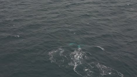 Aerial-view-of-Humpback-whale-appears-on-the-surface-of-the-ocean-breathing-air-and-blowing-the-water-spout