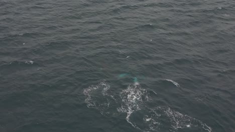 Vista-Aérea-De-La-Ballena-Jorobada-Aparece-En-La-Superficie-Del-Océano-Respirando-Aire-Y-Soplando-El-Chorro-De-Agua