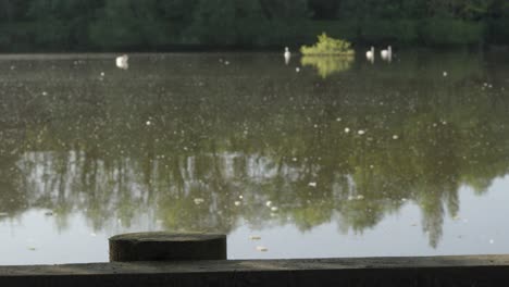 Statische-Aufnahme-Eines-Stillen-Sees-Auf-Einem-Steg-Mit-Schwänen-Im-Hintergrund-Am-Frühen-Morgen