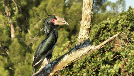 A-Trumpeter-Hornbill-in-South-Africa-sitting-in-a-tree---Bycanistes-bucinator