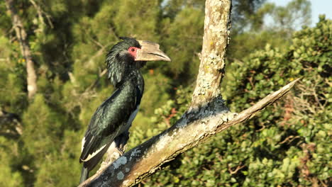 Ein-Trompeterhornvogel-In-Südafrika,-Der-In-Einem-Baum-Sitzt---Bycanistes-Bucinator