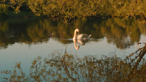 Schwan-Auf-Dem-See-Im-Licht-Des-Sonnenaufgangs-Zur-Goldenen-Stunde-Mit-überhängendem-Baum,-Der-Sich-Auf-Der-Wasseroberfläche-Spiegelt---Zeitlupe