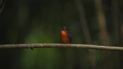 Ein-Blauohr-Eisvogel-Saß-Am-Abend-Auf-Einem-Ast,-Als-Das-Licht-Langsam-Etwas-Dunkel-Wurde