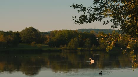 Rising-View-Over-Lake-at-Dawn-with-Swans-and-Coot-Birds-Feeding-and-Resting-on-Water-Surface---Slow-Motion