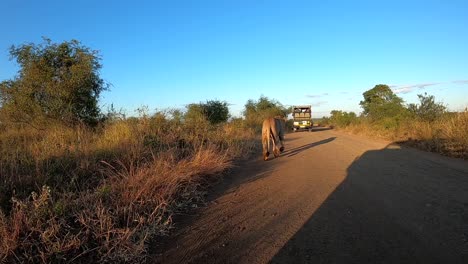 A-lion-emerging-out-of-the-bush-onto-the-road-and-walks-towards-a-safari-vehicle