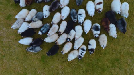 Ovejas-Islandesas-Deambulan-Con-Gracia-Y-Juegan-En-Un-Campo-Pintoresco