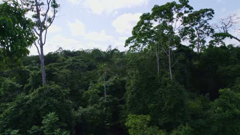 Aerial:-Thick-canopy-green-jungle-trees-in-the-Amazon-rainforest,-camera-between-tree-tops