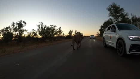 Löwen-Laufen-In-Der-Abenddämmerung-Dicht-An-Den-Fahrzeugen-Auf-Der-Straße-Im-Krüger-Nationalpark-Vorbei.